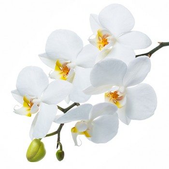 Стол обеденный Танго белый/Орхидея в Барнауле - barnaul.mebel54.com | фото